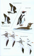 Birds of Western Africa 2. Ed -Borrow, N. & Demey, R. 2014